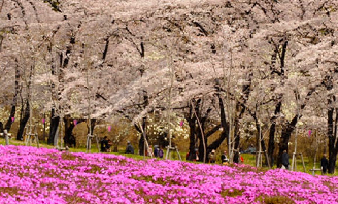 赤城南門千本桜まつり