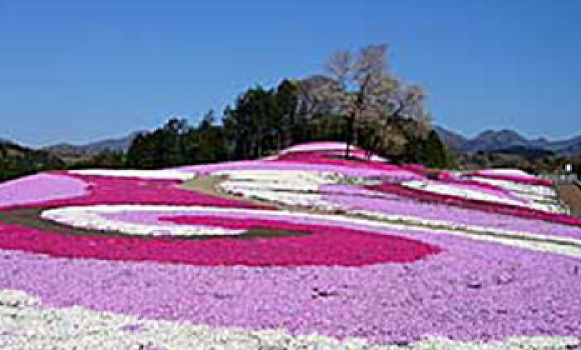 みさと芝桜