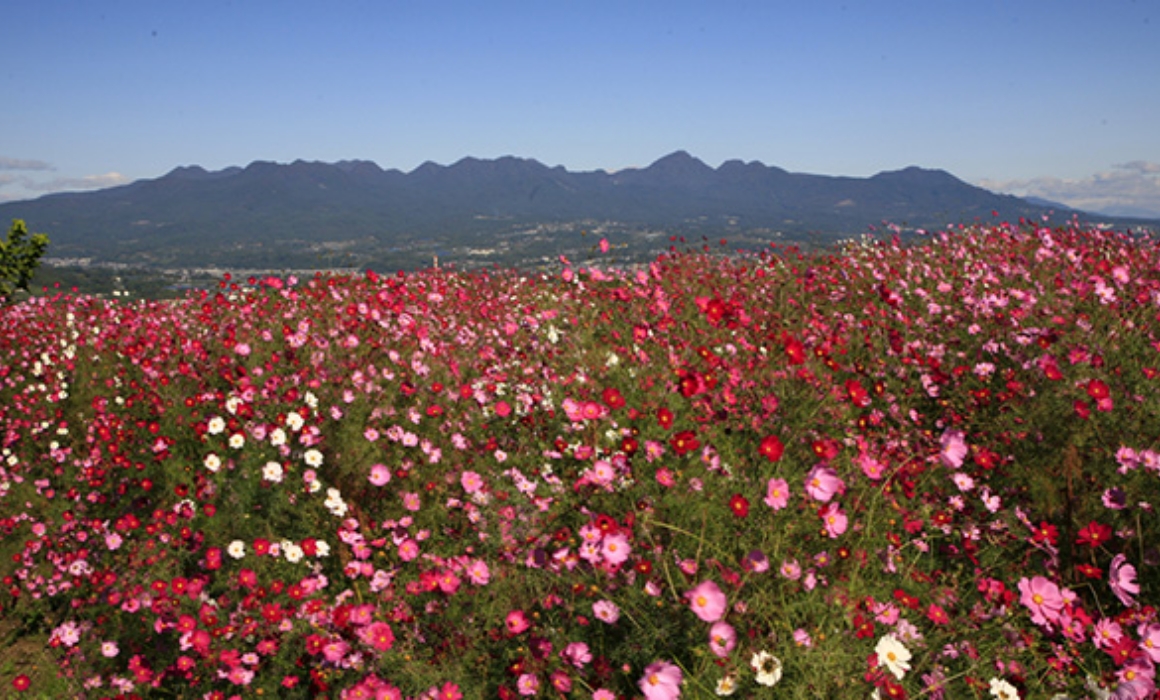 鼻高展望花の丘 秋（コスモス）